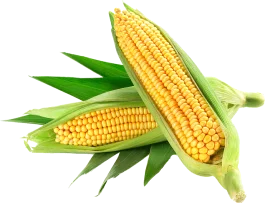 image-corn